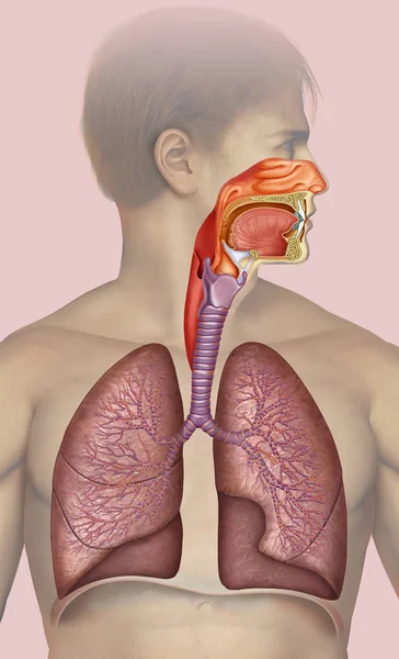 Schematische Illustratie Samengesteld Een Render Van Mannelijke Menselijke Figuur Respiratoire — Stockfoto