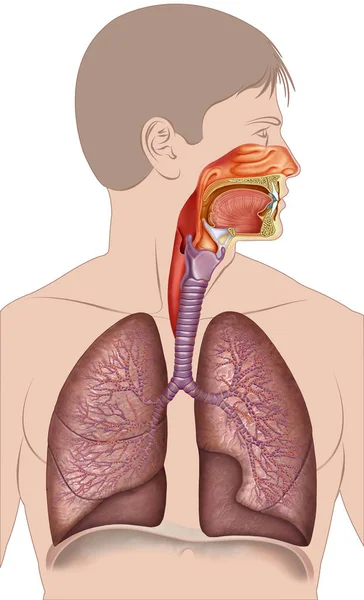 Apparato respiratorio umano Foto Stock Royalty Free