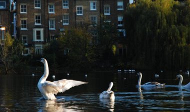Kuğu kanatlarını bir havuzda, Hampstead Heath, Londra, İngiltere'de yüzme sırasında Yayilim