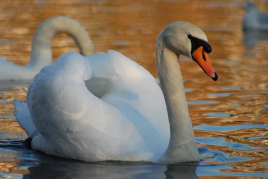 Kuğu yüzme havuz, Hampstead Heath, Londra, İngiltere