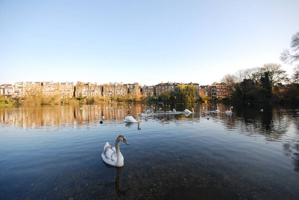 Лебеди, купающиеся в пруду, Хэмпстед-Хит, Лондон, Великобритания
