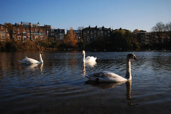 Kuğu yüzme havuz, Hampstead Heath, Londra, İngiltere