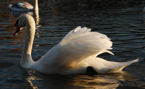 Swan Swimming Pond Hampstead Heath Londres Reino Unido — Fotografia de Stock