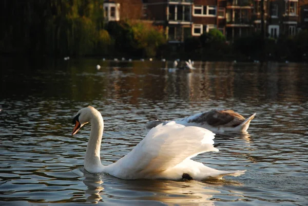 Zwaan Zwemmen Een Vijver Hampstead Heath Londen — Stockfoto