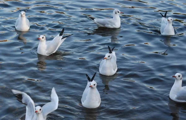 Grup martılar yüzme havuz, Hampstead Heath, Londra, İngiltere