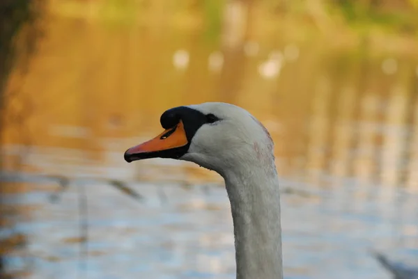 Portrait Swan Pond Hampstead Heath London — Stock Photo, Image