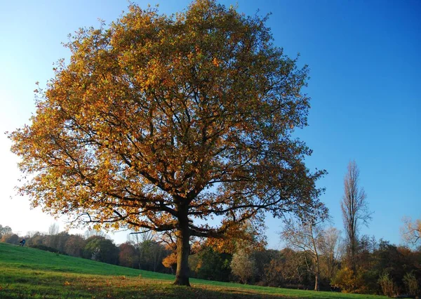 Hampstead Heath sonbahar ağacı