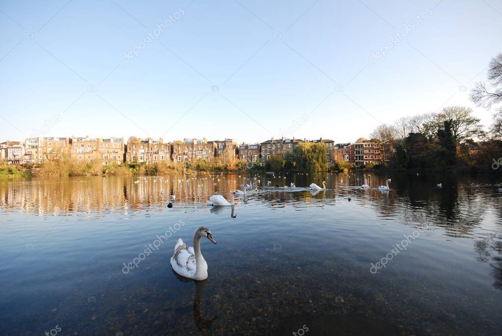 Swans swimming in a pond, Hampstead Heath, London, UK