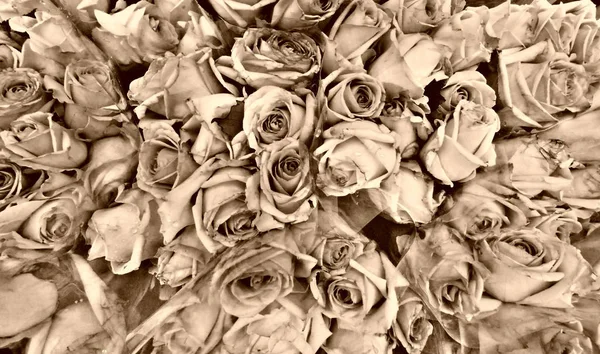 Background of roses in black and white taken at Columbia Road flower market, London, UK