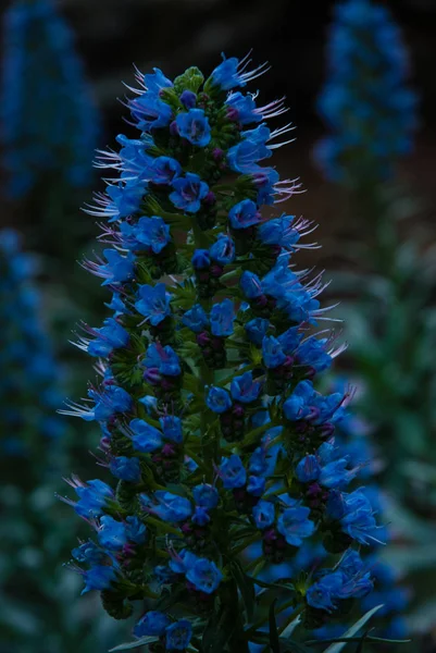 Gros Plan Fleur Bleu Tajinaste — Photo