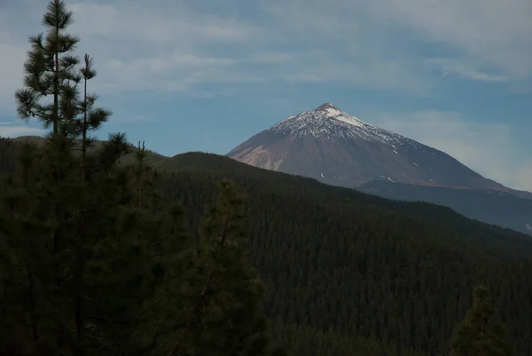 Teide orman ön plan, Tenerife, Kanarya Adaları, İspanya ile panoramik manzaralı