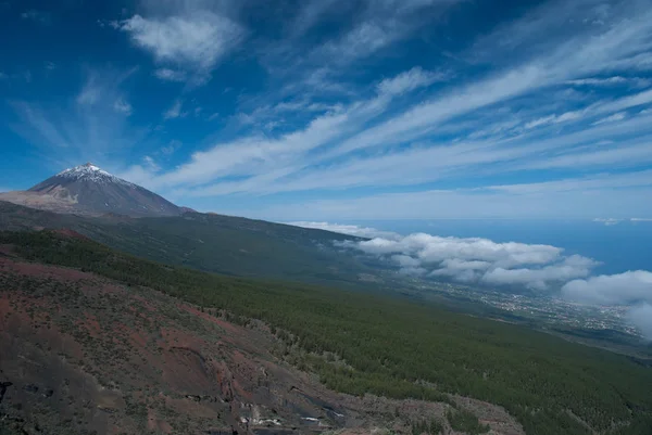Teide orman ön plan, Tenerife, Kanarya Adaları, İspanya ile panoramik manzaralı