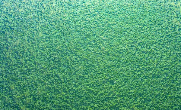 Yağmur ormanları battaniye, Katanga Demokratik Kongo Cumhuriyeti, Planeshot