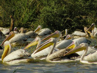 Grup Pelikan göl Chamo, Etiyopya