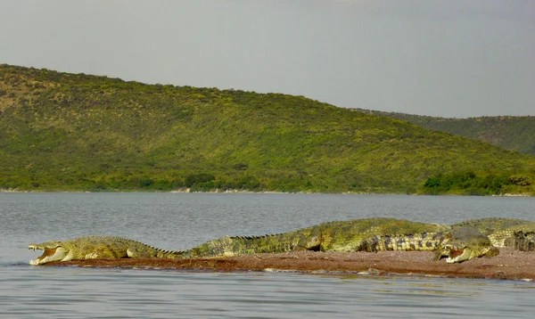 Crocodiles Sunbathing Lake Chamo Ethiopia — Stock Photo, Image