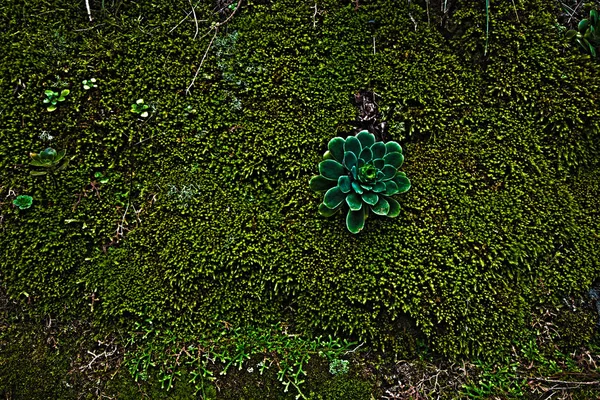 Macro Shot Moss Taken Palma Ilhas Canárias Espanha — Fotografia de Stock