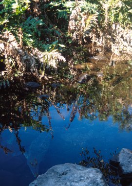 Cocrodile suyun altında belgili tanımlık nehir yatak ile mükemmel mimetized