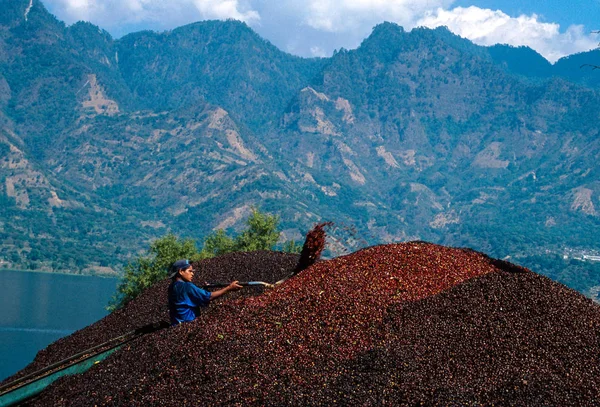 San Pedro, Guatemala, yaklaşık Ocak 1998: genç adam kahve Tahıl hasat kooperatif bir kürek ile atma