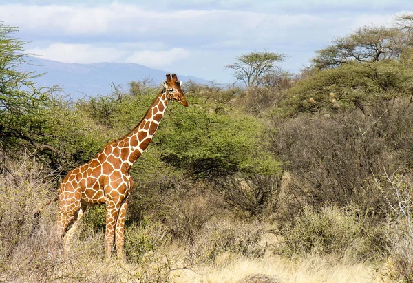 Zürafa, Samburu National Reserve, Kenya