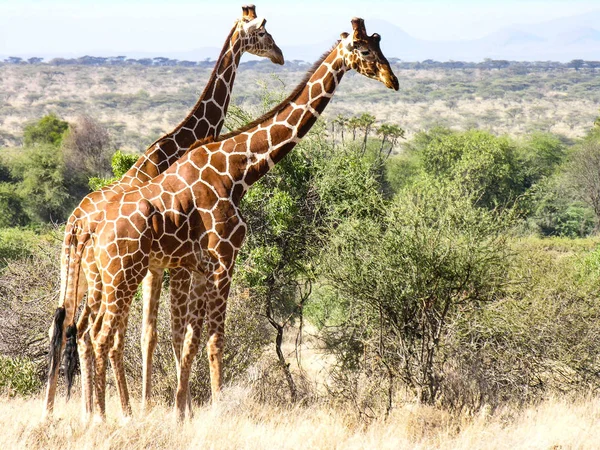 Giraffe Samburu National Reserve Kenya — Stock Photo, Image