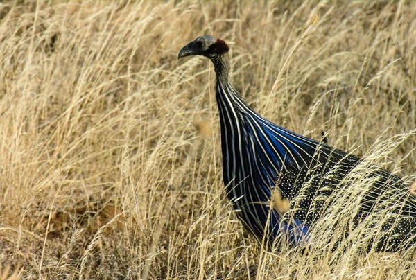 Vulturine domuz güveci, (Acryllium vulturinum), National Reserve Samburu, Kenya