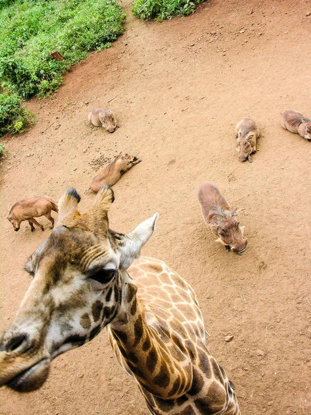 Zürafa Baş Phacochoerus Arka Planda Kenya Ile Yakın Çekim — Stok fotoğraf