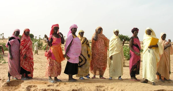 Tidjikja Tagant Mauritania Octubre 2005 Mujeres Cooperativa Agrícola Posando Para — Foto de Stock