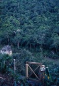 Pryč, plavání, Belize, panoramatické deštného pralesa