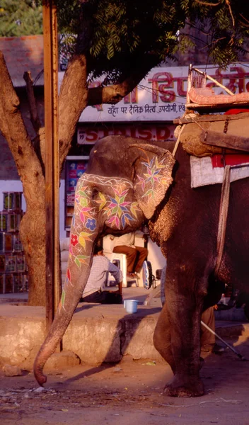 Porträtt Indisk Elefant Med Målade Ansikte Och Rider Stol — Stockfoto