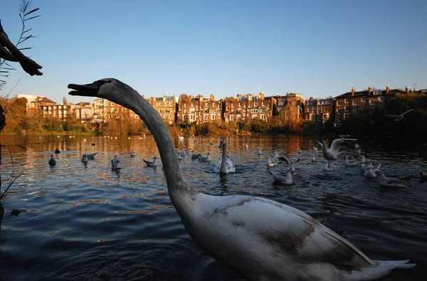 Londra, İngiltere, Kasım 11th 2011: Yoldan geçen besleme kuğu Hampst içinde