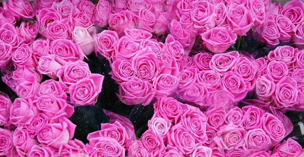 Su damlalı pembe güller
