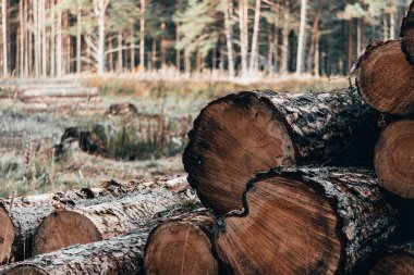 Ahşap doğal sonbahar orman günlüklerinde kesmek