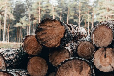 Ahşap doğal sonbahar orman günlüklerinde kesmek