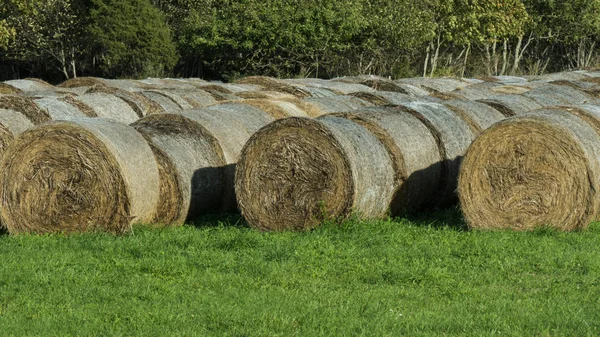 Heno Cosechado Borde Del Campo Granja — Foto de Stock