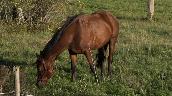 Hästen Betar Och Äter Gräs Grön Äng Gård — Stockfoto