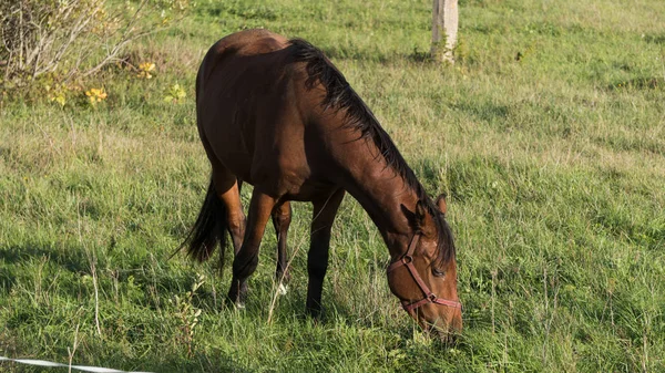 Hästen Betar Och Äter Gräs Grön Äng Gård — Stockfoto