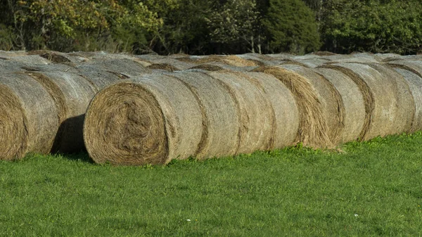 Fieno Raccolto Margini Del Campo Azienda Agricola — Foto Stock