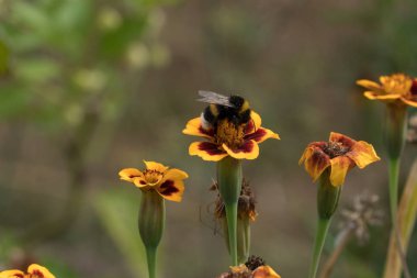 Arı polen marigolds Bahçe solan toplar