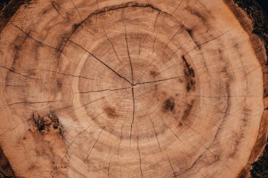 Ahşap doğal orman günlüklerinde kesmek