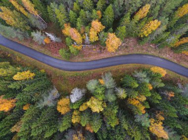 Sonbaharda sık ormanın havadan görünüşü ve yol kesimi
