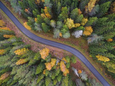 Sonbaharda sık ormanın havadan görünüşü ve yol kesimi