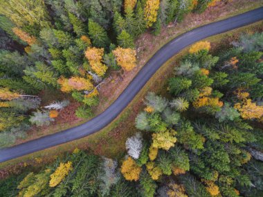 Sonbaharda sık ormanın havadan görünüşü ve yol kesimi