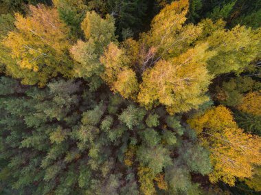 Orman yol aracılığıyla kesme sonbaharda havadan görünümü