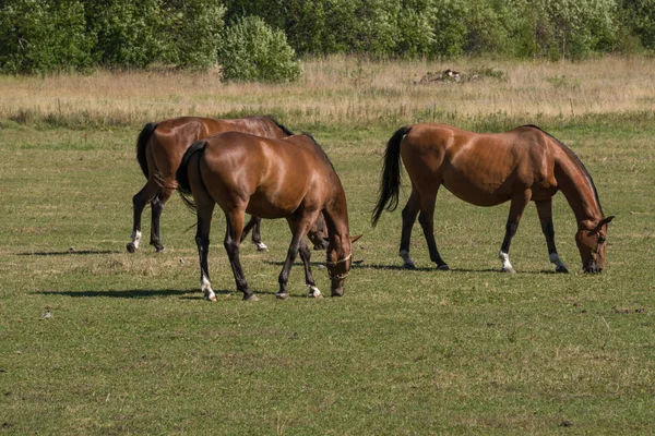 Hästar Betar Och Äter Gräs Grön Äng Gård — Stockfoto