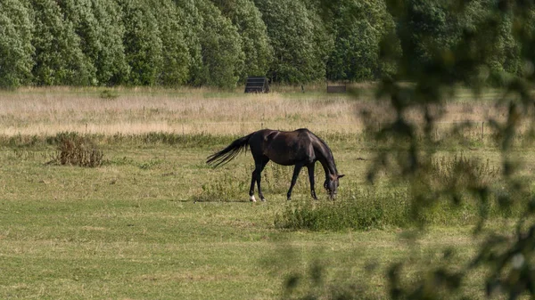 Hästar Betar Och Äter Gräs Grön Äng Gård — Stockfoto