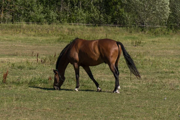 Hästar Betar Och Äter Gräs Grön Äng Gård — Stockfoto