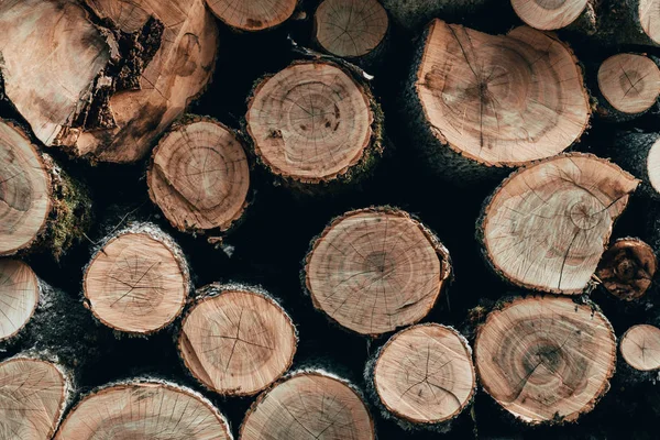 Wooden Natural Cut Logs Forest — Stock Photo, Image
