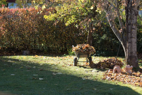 Tuin Kar Met Verzamelde Esdoorn Bladeren Een Herfst Ochtend Farm — Stockfoto