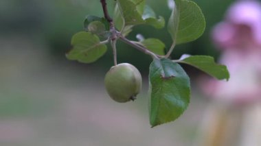 Taze organik elma bir bahçede elma ağacının dalını asılı. Arka planda iki çocuk