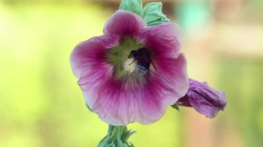 Arı polen ebegümeci çiçek bahçesinde toplar